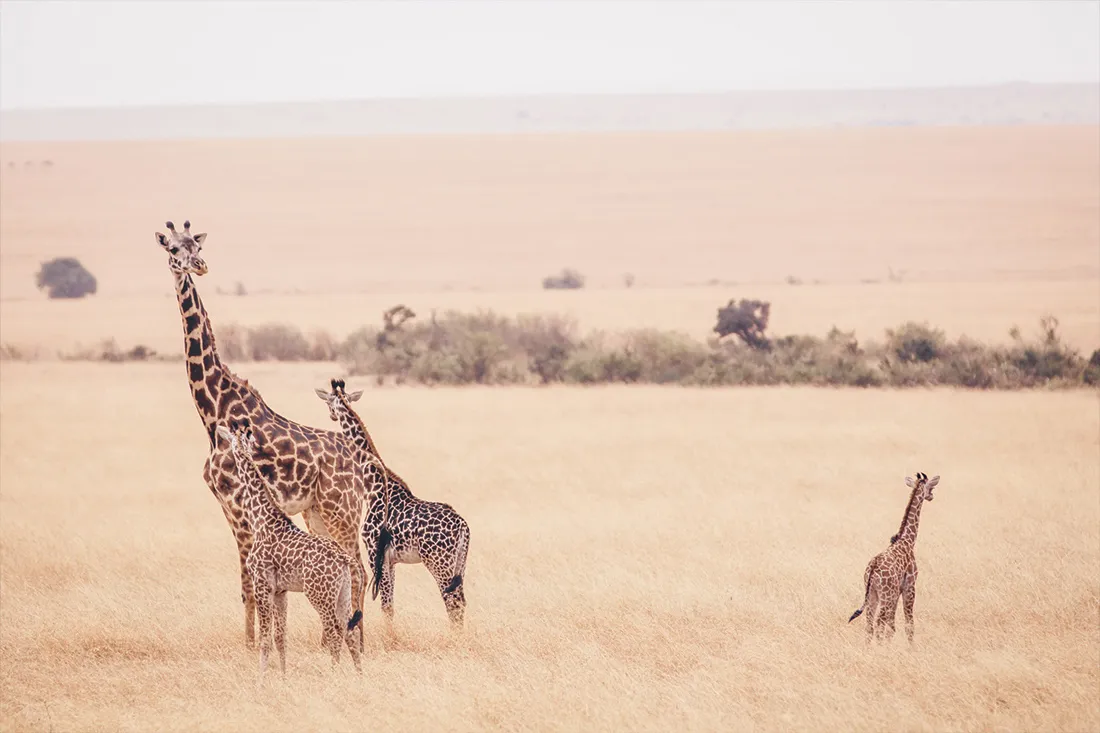 Essential East Africa