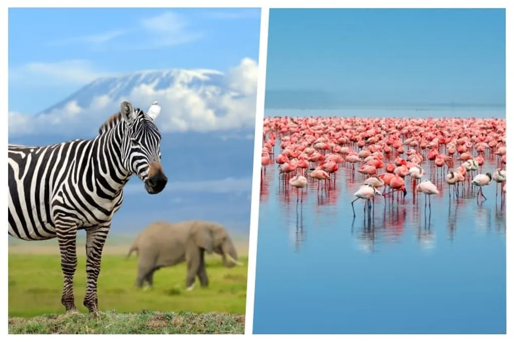 Amboseli or Lake Nakuru – Detailed Guide Helping You Choose