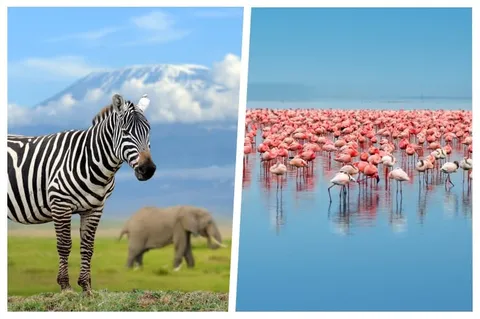 Amboseli or Lake Nakuru – Detailed Guide Helping You Choose