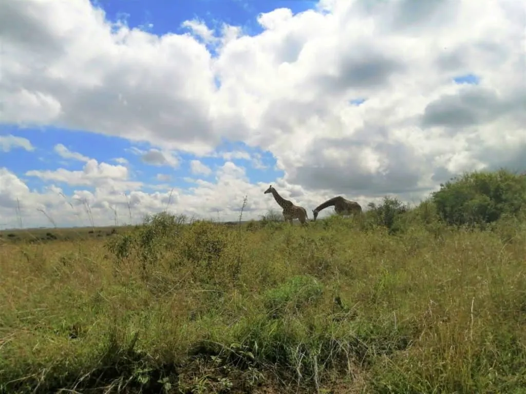 Giraffe photographed with a cellphone at Nairobi National Park, showing limited zoom quality