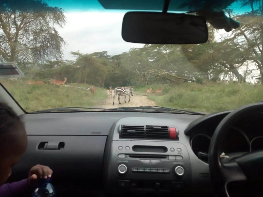 Self-drive safari at Lake Nakuru National Park, Kenya — a great smaller park to include in your itinerary