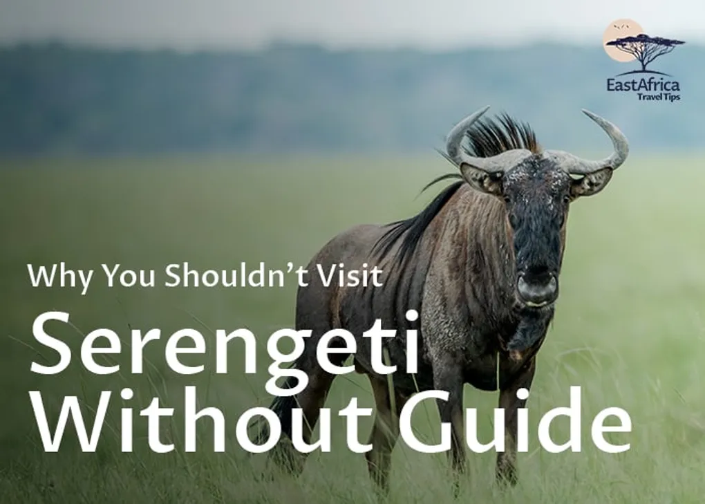 Serengeti Without a Guide: Here's Why You Shouldn't