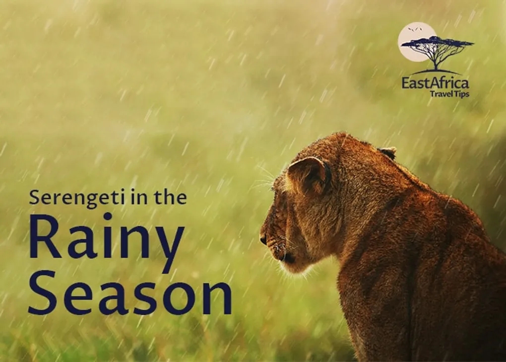Serengeti in Rainy Season. Pros and Cons from a Local