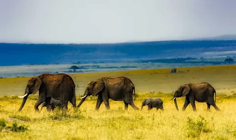 Is Amboseli Worth Visiting? My Advice as a Local