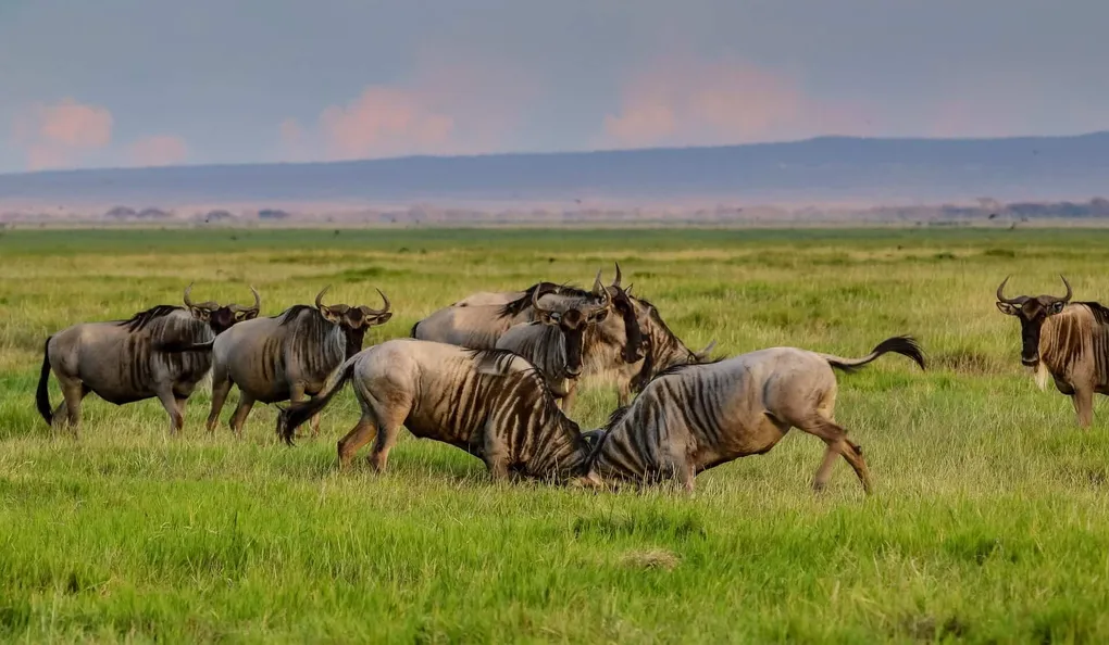 Is the Serengeti a desert? NO, & Here's Why