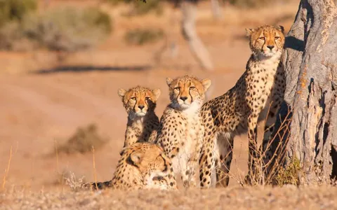 How to Plan a Safari Holiday in 10 Easy Steps