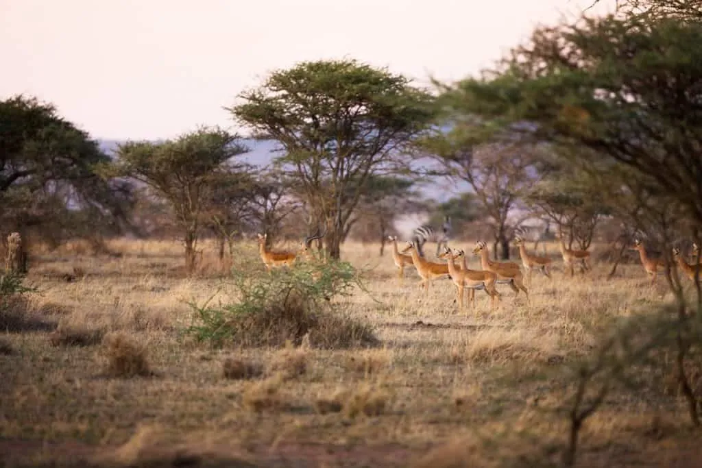 Antelopes and zebras grazing on the lush green Serengeti plains, showing it is not a desert