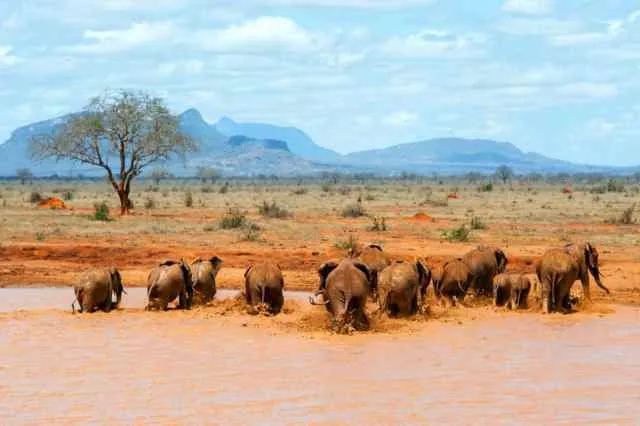 Elephant wading in water at Masai Mara National Reserve, Kenya