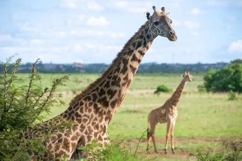 Is Nairobi National Park Worth It?