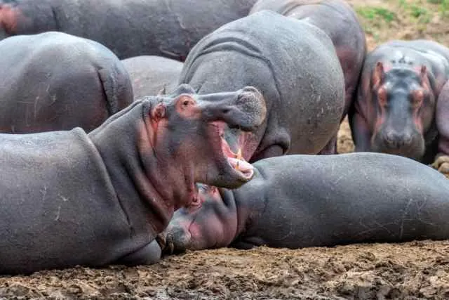 Hippo family resting outside the water at a river in the Masai Mara