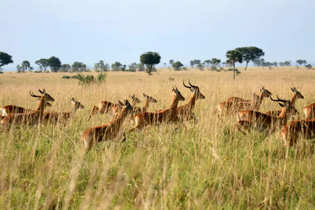 Where should you start your African Safari