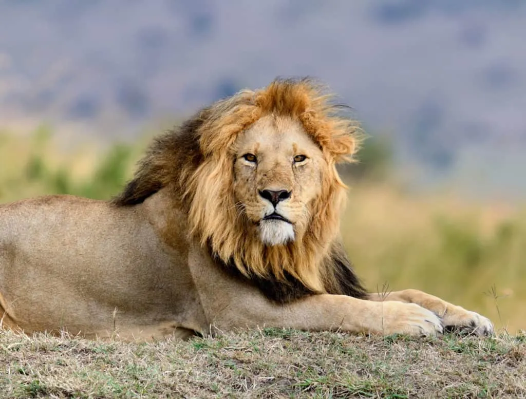 Close-up of a lion in a Kenyan national park — one of the Big Five animals