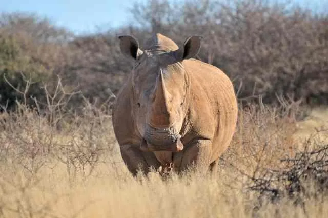 White rhino — only black rhinos are found in Masai Mara, white rhinos are better spotted at Lake Nakuru