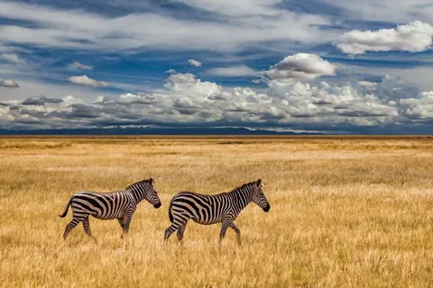Is Kenya Expensive to Visit? (My Advice as a Local)