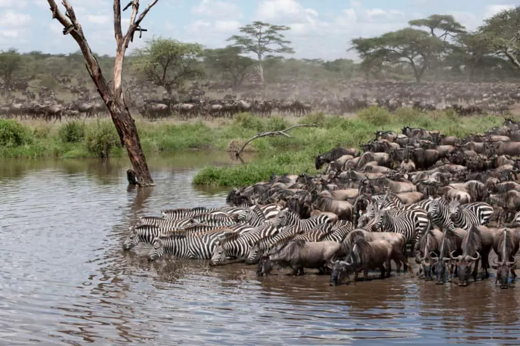 Zebras and wildebeest at the Serengeti National Park, Tanzania