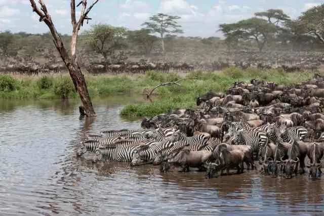 Zebras and wildebeest migrating together across the Serengeti-Masai Mara ecosystem